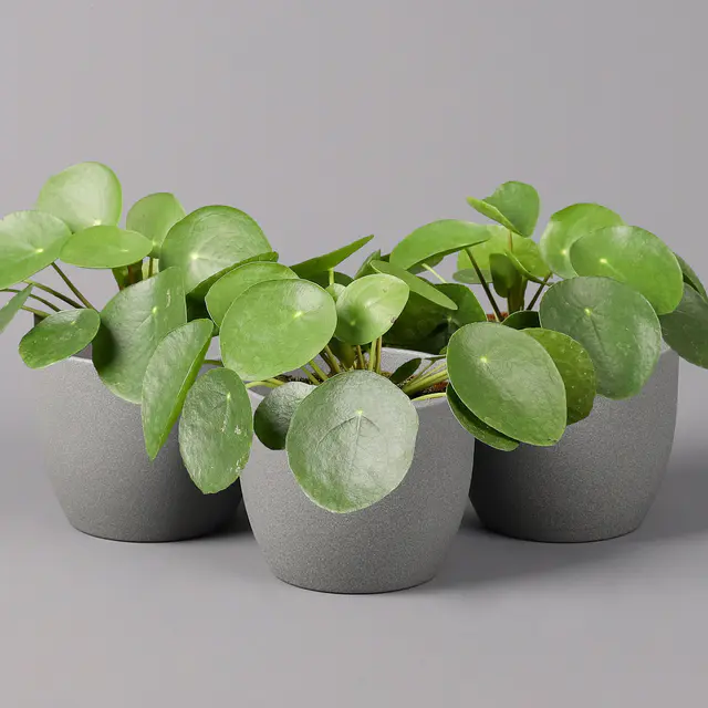 Chinesischer Geldbaum, Topf-Ø 12 cm, Höhe ca. 20 cm, 3 Pflanzen