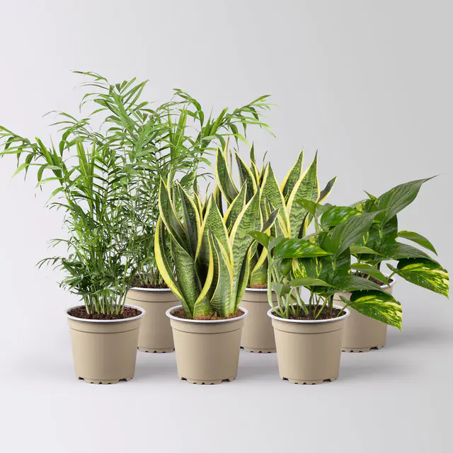 Grünpflanzen-Set Guter Schlaf pflegeleicht, Topf-Ø 12 cm, 6 Pflanzen