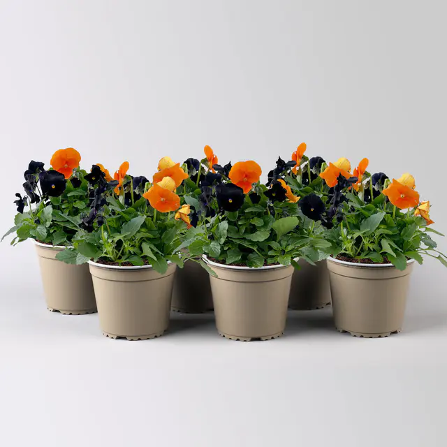 Hornveilchen 'Halloween', orange-schwarz, Topf-Ø 13 cm, 6 Pflanzen