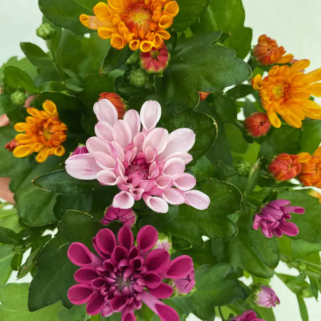 Chrysanthemen Trio 'Autumn Melange', rosa-lila-orange, Topf-Ø 12 cm, 6 Pflanzen