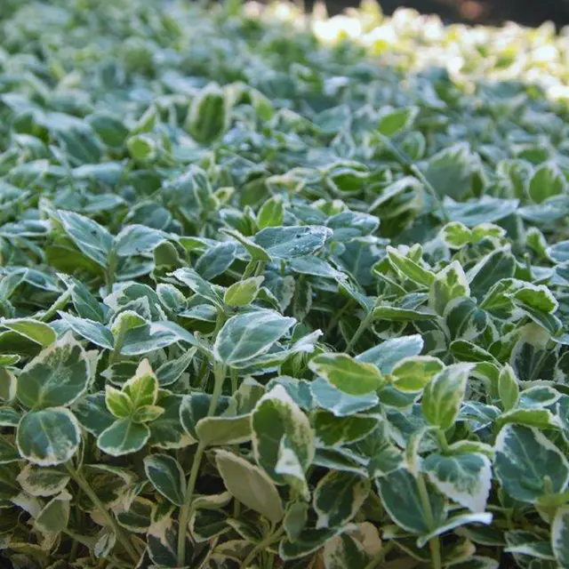 Euonymus fortunei 'Emerald Gaiety' weißgrün, Topf-Ø 9 cm, 12er-Set