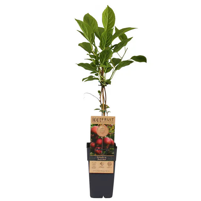 Weibliche Minikiwi 'Ken's Red', 2er-Set, Topf 15 cm Ø