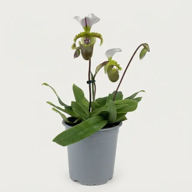 Frauenschuh