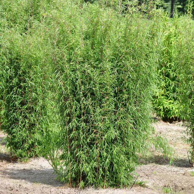 Bambus, Fargesia 'Jiuzhaigou 1', Höhe 80-100 cm, Topf 7,5 Liter, 2 Pflanzen