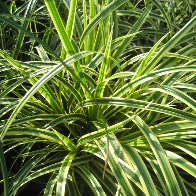Bio Garten-Segge 'Vanilla Ice', Topf-Ø 12 cm, 3 Pflanzen