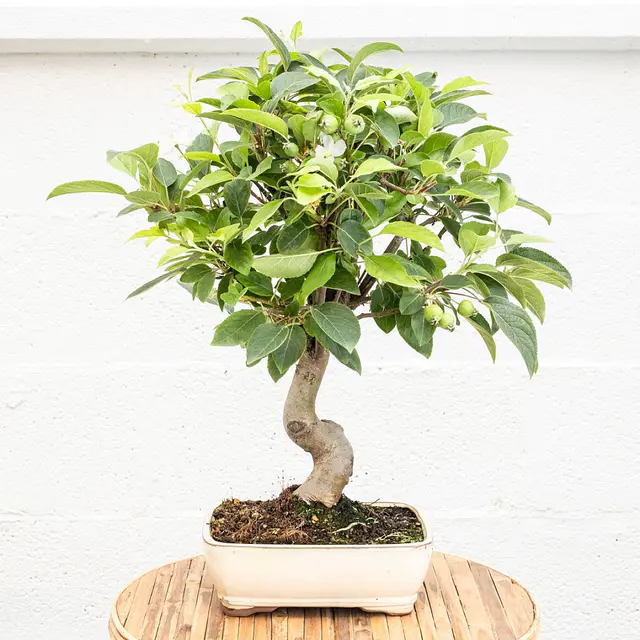 Bonsai 12 Jahre alt Malus sp