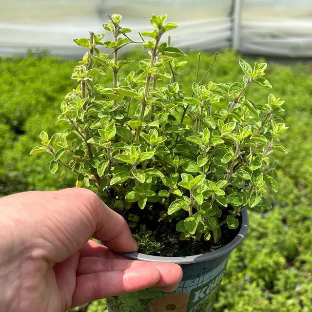 Bio Oregano 'Supreme', Topf-Ø 12 cm
