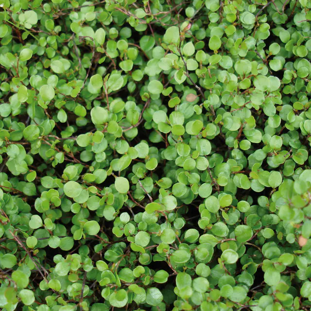 Mühlenbeckia, sattgrün, Topf-Ø 9 cm, 12 Stück