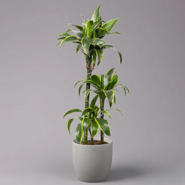 Duftender Drachenbaum 'Dorado', Topf-Ø 21 cm, Höhe ca. 100 cm