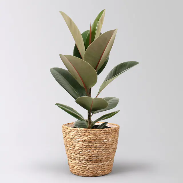 Gummibaum 'Robusta' in Korb Osaka, Topf-Ø 17 cm, Höhe ca. 55 cm