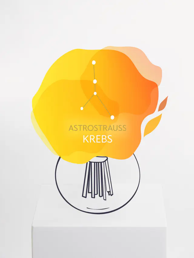 Astrostrauß Krebs