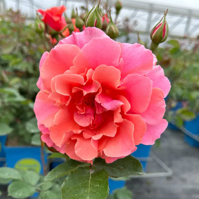 Duftende Kletterrose 'Alibaba®' (Synonym Bad Homburg), lachsrosa, Topf 5 Liter