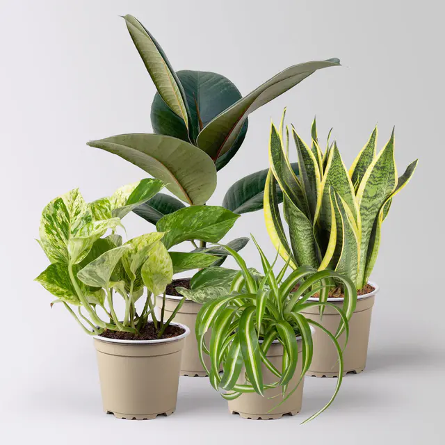 Grünpflanzen-Set Überraschungs-Mix, Topf-Ø 11-14 cm, Höhe 15-50 cm, 4 Pflanzen