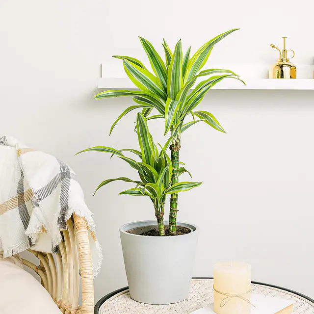 Dracena Deremensis
