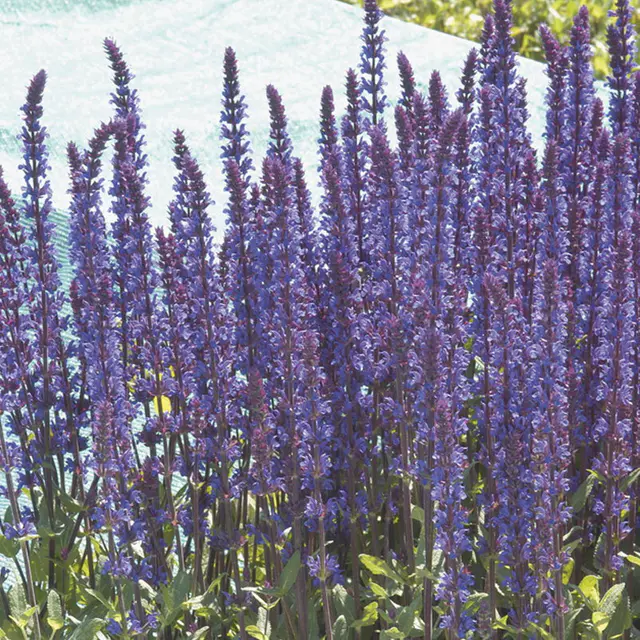 Salvia nemorosa 'Caradonna', dunkelblau, Topf 11x11 cm