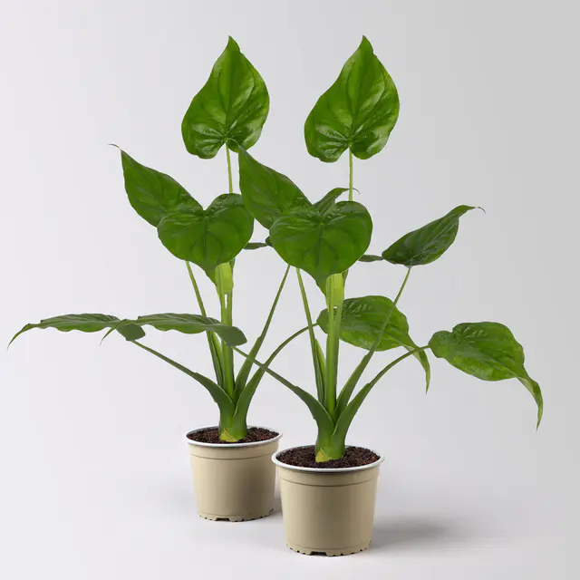 Alocasia cucullata, Topf-Ø 17 cm, Höhe ca. 65 cm, 2 Pflanzen