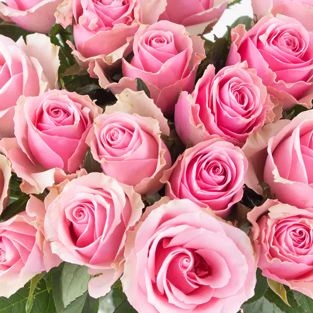 20 Rosa Rosen (40cm) — Bild 2