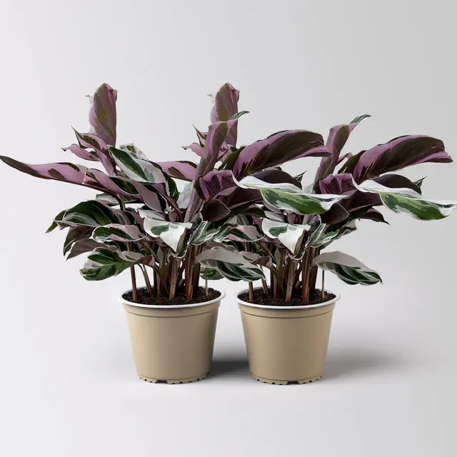 Calathea 'Fusion White', Topf-Ø 14 cm, Höhe ca. 30 cm, 2 Pflanzen