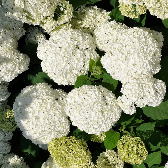 Schneeballhortensie 'Annabelle' im 10 l Topf