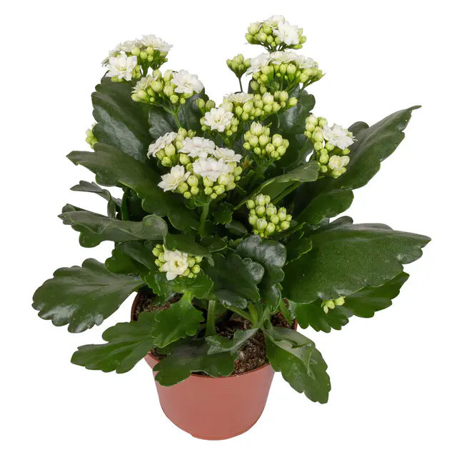 Kalanchoe 'Calandiva'®, weiß, Topf-Ø 12 cm, Höhe ca. 27,5 cm, 6 Pflanzen