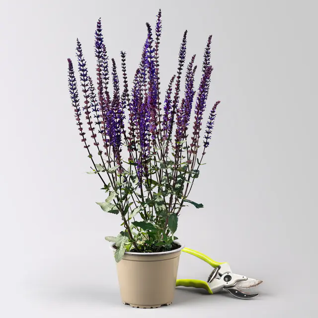 Kölles Beste Garten-Salbei 'Caradonna', 3 Liter Topf