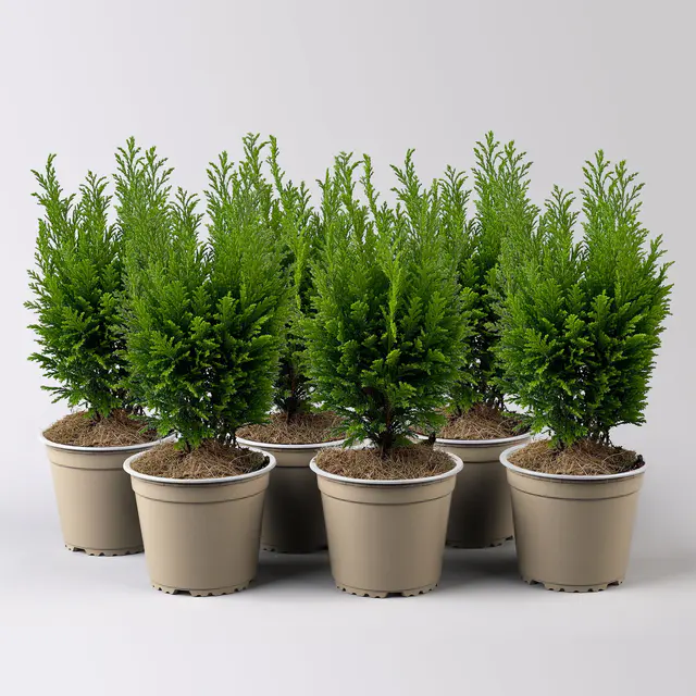 Gelbgrüne Kegelzypresse 'Ellwood's Empire', Topf-Ø 13 cm, 6 Pflanzen