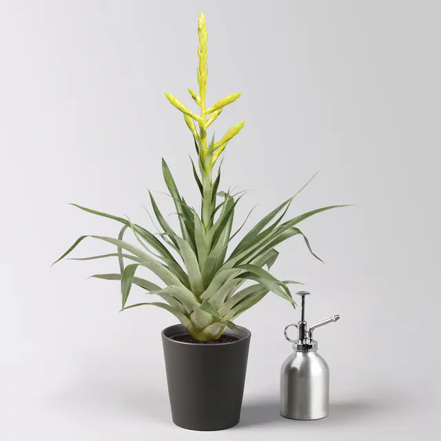 Tillandsie oerstediana, gelb, im Übertopf Dallas anthrazit, Topf-Ø 12 cm