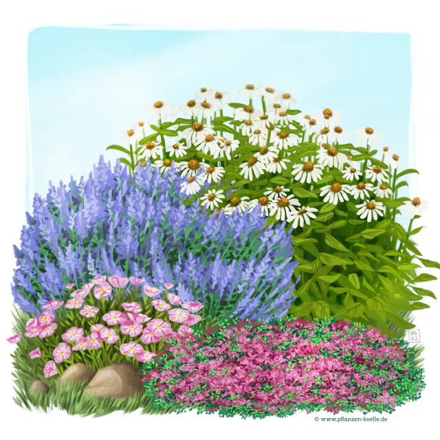 Stauden-Set, 12 Pflanzen für 2 m², weiß-rosa-blau