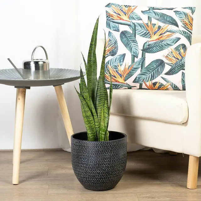 Sansevieria Zeylanica