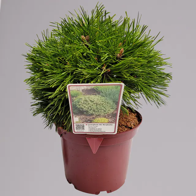 Zwerg Bergkiefer 'Benjamin', Höhe 20-25 cm, Topf 3 Liter, 3er-Set