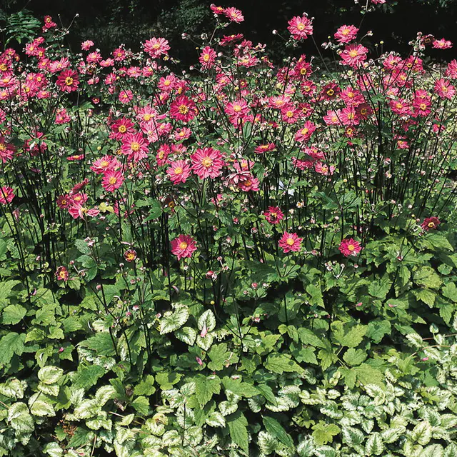 Herbst-Anemone 'Prinz Heinrich' rot, 3 Liter Topf