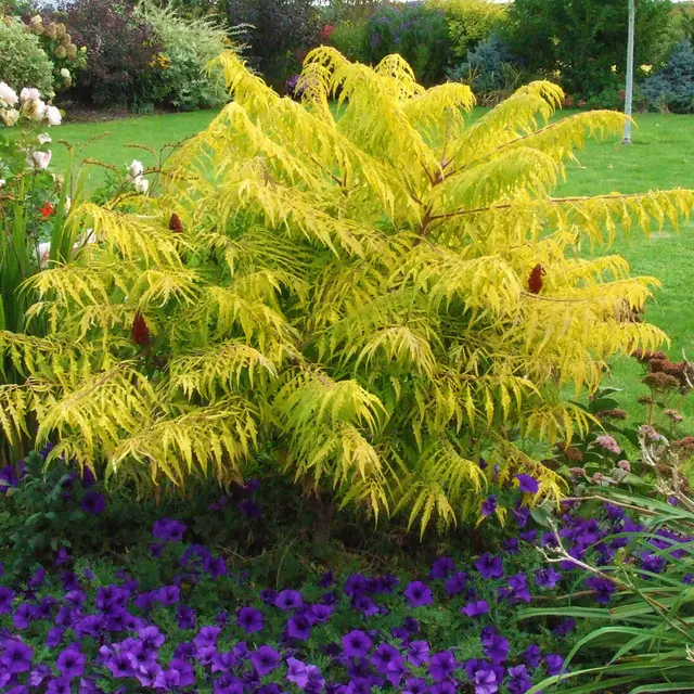 Gelbgrüner Essigbaum 'Tiger Eyes®', Rhus typhina, Topf 5 Liter