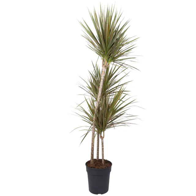 Drachenbaum 'Bicolor', Topf-Ø 24 cm, Höhe ca. 150 cm