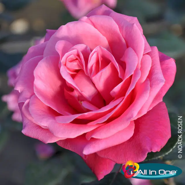 Stammrose 'Charisma'®, Edelrose, Stammhöhe 60cm, Topf 7,5 Liter