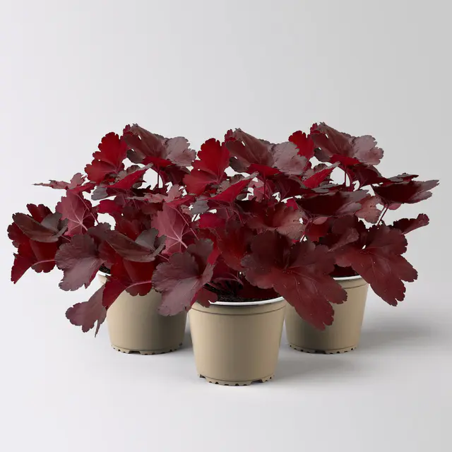 Bio Purpurglöckchen 'Fire Alarm', rot, Topf-Ø 12 cm, 3 Pflanzen