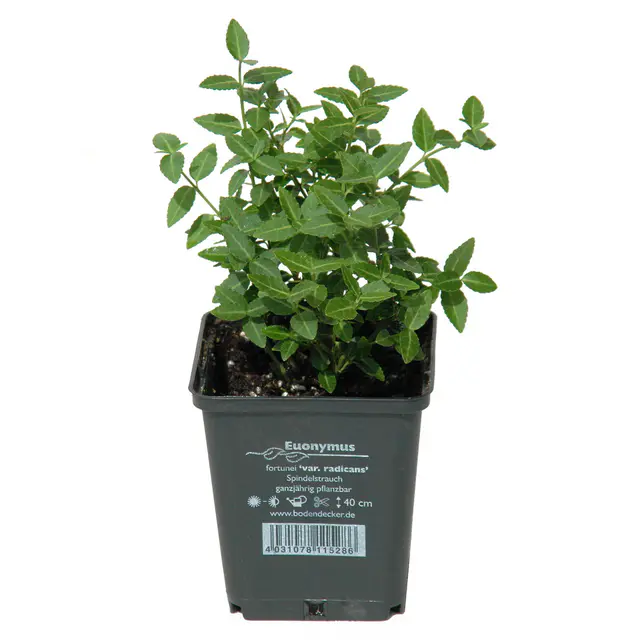 Grüner Spindelstrauch 'Radicans', Topf 9x9 cm, 12 Pflanzen