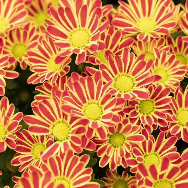 Chrysanthemen 'Swifty', bicolor-orange, Topf-Ø 10,5 cm, 6 Pflanzen