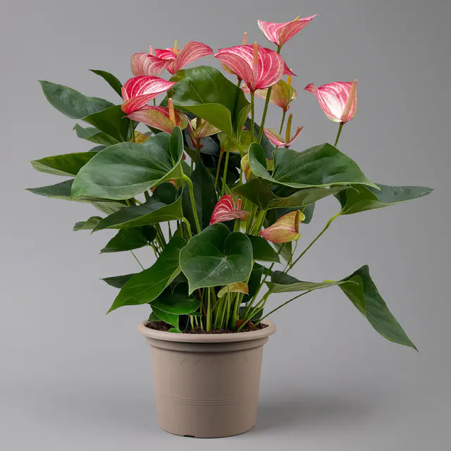 Flamingoblume 'Livium Red' rot-weiß gestreift, Topf-Ø 21 cm