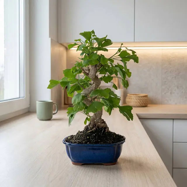 Bonsai Ginkgo biloba 14 Jahre
