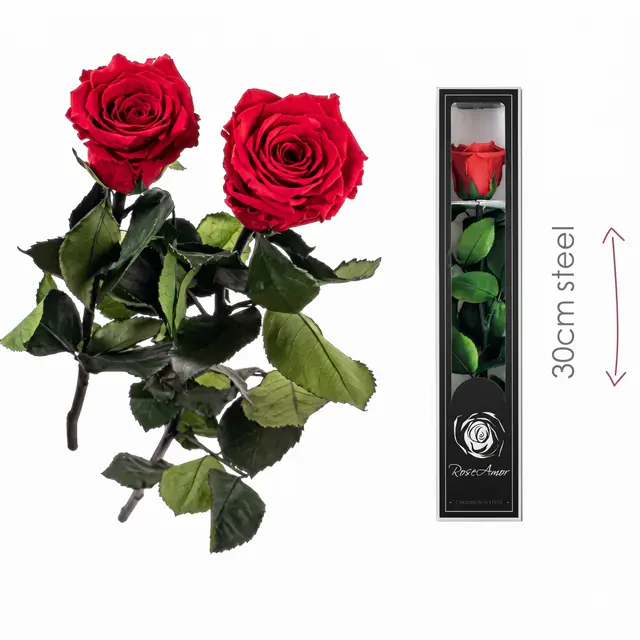 Langstielige Rose im Sichtkasten