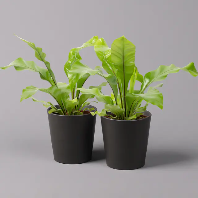 Nestfarn, mit Keramiktopf Dallas anthrazit, Topf-Ø12cm, Höhe ca. 35 cm, 2er-Set