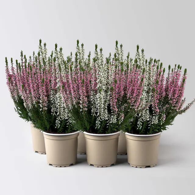 Calluna 'Twin', rot-weiß, Topf-Ø 10,5 cm, 6 Pflanzen