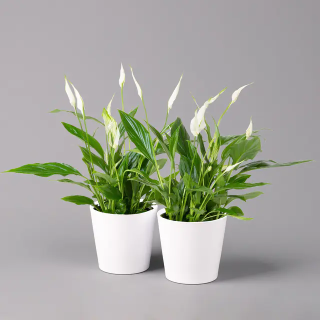 Einblatt 'Bellini', Topf-Ø 13 cm, mit Topf Dallas weiß, 2 Pflanzen