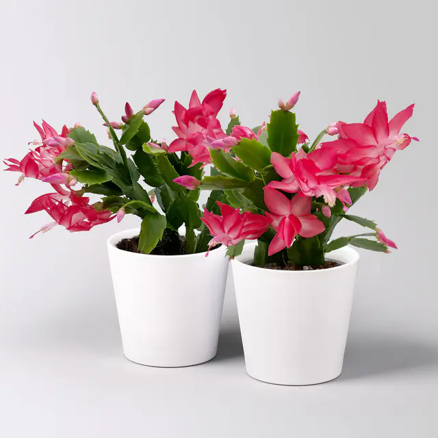 Weihnachtskaktus, rosa, mit Übertopf Dallas weiß, Topf-Ø 12 cm, 2 Pflanzen