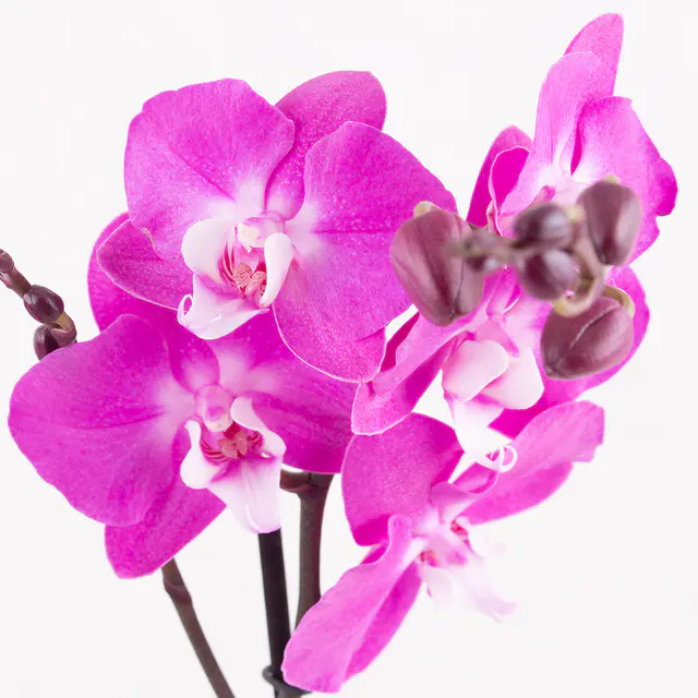 Lila Orchidee (zwei Rispen) + gratis Topf — Bild 2