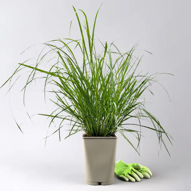 Bio Lampenputzergras 'National Arboretum' braun, Höhe 60-80 cm, 5 Liter Topf
