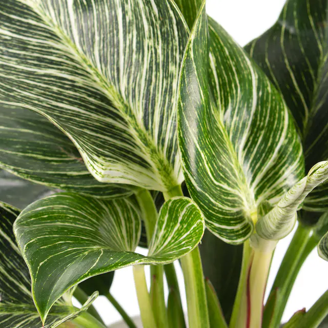 Philodendron + gratis Topf | White Wave — Bild 2