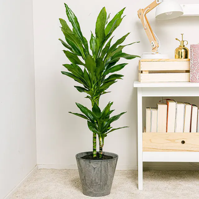 Dracaena Fragrans - Zierpflanze