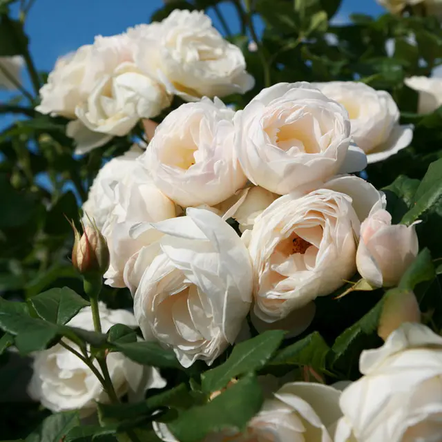 Kletterrose 'Uetersener Klosterrose®', cremeweiß, Topf 5 Liter
