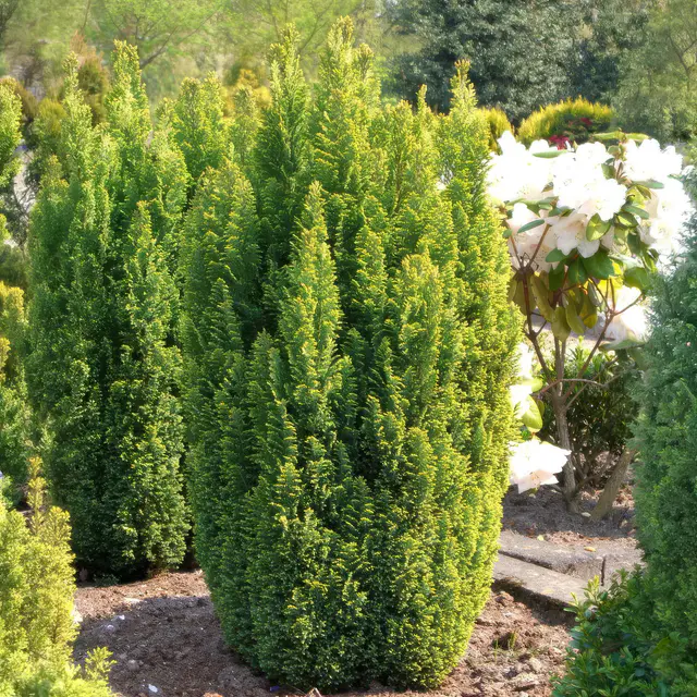Gelbe Kegelzypresse 'Ellwood's Gold', 10er-Set, Höhe 20-30 cm, Topf 2 Liter